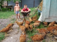Многодетная семья из Пятигорска занялась разведением кур